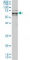 KLF11 Antibody (monoclonal) (M01)